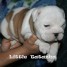 chiots-bulldog-anglais-a-vendre