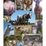 animaux-de-ferme-et-ornement