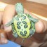 tortue-de-floride