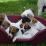 magnifiques-chiots-jack-russel-inscrits-au-lof