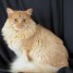enlever-l-odeur-d-urine-odeur-de-chat-odeur-du-chien-voici-trois-produits-ecologiques
