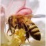 cire-d-abeille-pour-la-beaute-et-l-artisanat-des-bois