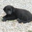 donne-chiots