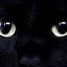pipi-de-chat-laver-avec-ecolonet-placer-un-poumon-vegetal
