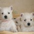 donne-pour-adoption-3b-adorable-chiots-de-race-westie-terrier