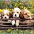 produits-pour-l-hygiene-du-chien