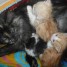 chatons-des-forets-de-norvege