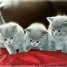 pour-le-bien-etre-et-l-hygiene-de-vos-chats