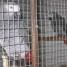 bavards-couple-gris-du-gabon-pour-adoption-de-suite