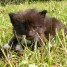 chatons-norvegiens-loof