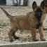bb-bergers-malinois-lof