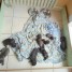 chiots-bouledogues-francais-lof