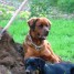 vend-adorable-croise-rottweiler