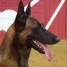 chiots-malinois-a-reserver