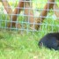 chiots-rottweiler
