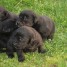 chiots-labrador