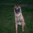 malinois-beaute-dispo-pour-saillie