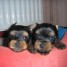 chiots-yorkshire-terrier