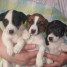 chiots-jack-russel-vacc-pucer-vermifuger