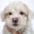 type-bbs-bichon-frise-non-lof