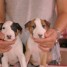 vend-chiots-bull-terrier-lof