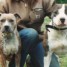 tb-couple-american-stafforshire-terrier-3-chiots