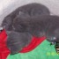 a-resever-chatons-chartreux