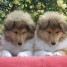 chiots-colley-males-sable