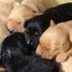 a-reserver-chiots-type-labradors