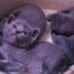 vends-3-adorables-chatons-chartreux-males-loof