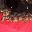 chiot-york-petite-taille