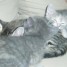 3-adorables-chatons-gris-a-donner