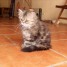 magnifique-chaton-femelle-persan