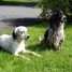 chiots-setters-anglais-a-reserver
