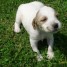 vends-chiens-setter-lemon