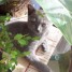 disponible-ce-week-end-chaton-chartreux-male-loof