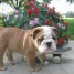 a-vendre-4-magnifique-bb-bulldog-anglais-a-bon-prix