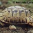 tortue-terrestre-graeca