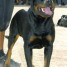 a-reserver-chiot-rottweiler-lof-issue-tres-bonne-lignee