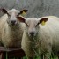 vente-de-moutons-charollais