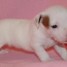 bb-jack-russell-a-vendre