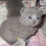 superbes-chatons-chartreux-pure-race