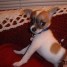 adorables-chiots-chihuahua-a-vendre