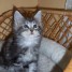 chatons-maine-coon-a-vendre