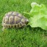 vendre-tortues-de-terre
