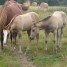 quarter-horses-origines-reining-et-cutting