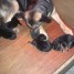 4-chiots-berger-allemand