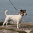 male-jack-russell