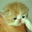 chaton-persan-roux-et-blanc