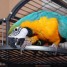 magnifique-perroquet-ara-ararauna-de-6-mois